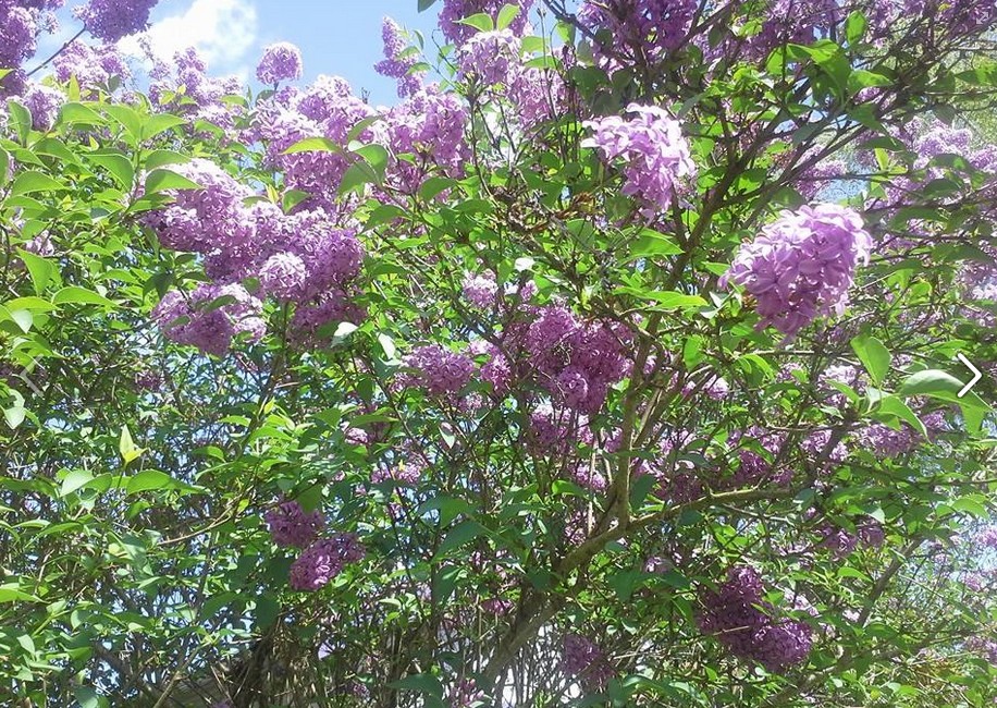 3.29.15 Blooming PDX Lilacs