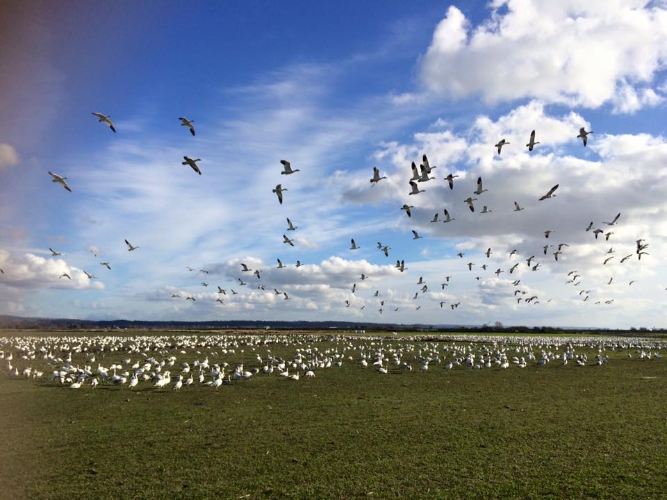 Snowgeese