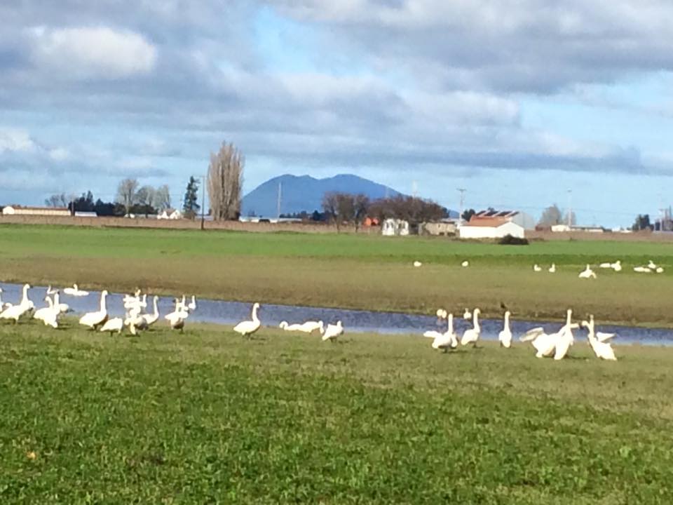 Swans Subud Skagit Birdwalk 2016