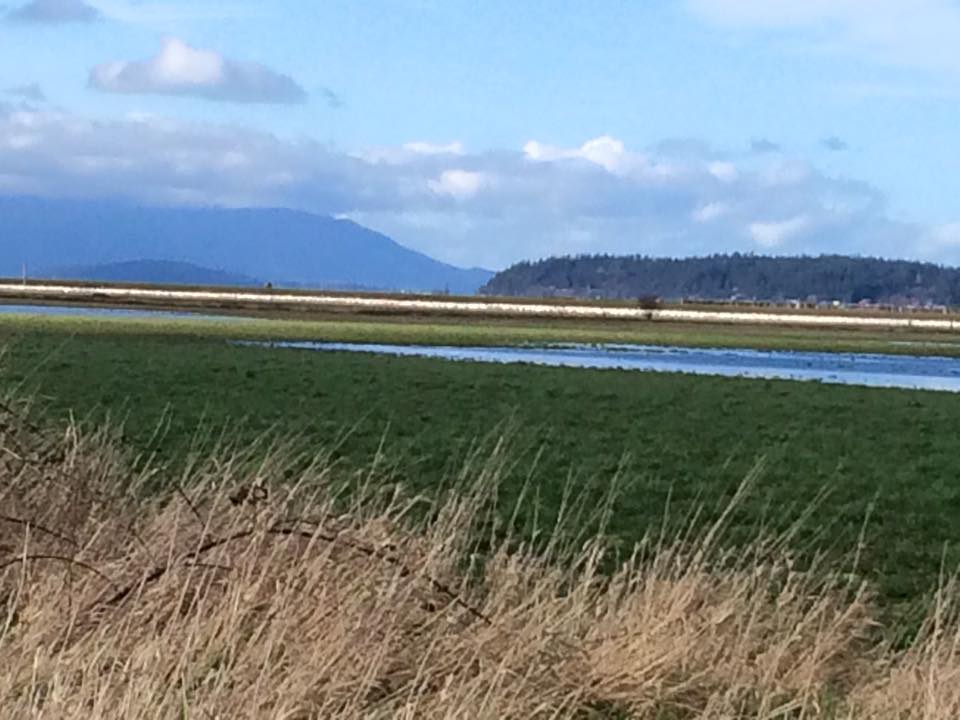 The white line are thousands of Snow Geese from Siberia